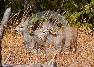 Mule Deer Fawns