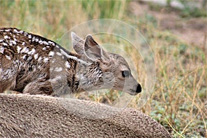 Mule Deer with Fawns in Tombstone, Arizona, United States