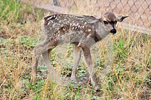 Mule Deer with Fawns in Tombstone, Arizona, United States photo