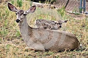 Mule Deer with Fawns in Tombstone, Arizona, United States photo