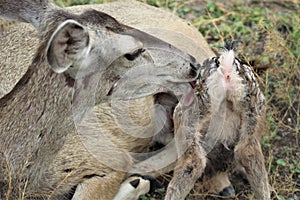 Mule Deer with Fawns in Tombstone, Arizona, United States