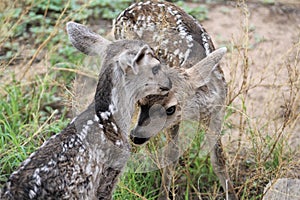 Mule Deer with Fawns in Tombstone, Arizona, United States photo