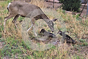 Mule Deer with Fawns in Tombstone, Arizona, United States photo