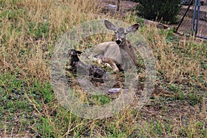 Mule Deer with Fawns in Tombstone, Arizona, United States photo