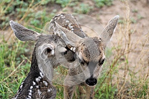 Mule Deer with Fawns in Tombstone, Arizona, United States