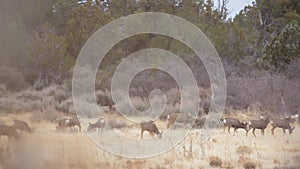 Mule deer feed in a field of winter brown grass
