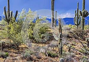 Mule Deer Feeding in The peaceful Sonoran Desert