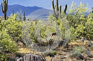 Mule Deer Feeding in The peaceful Sonoran Desert