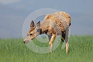 Mule deer in a field