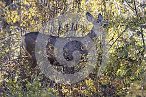 Mule deer in Grand Teton National Park