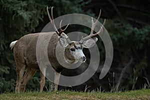 Mule Deer in the Grand Tetons