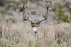 MULE DEER IN GRASS MEADOW STOCK IMAGE photo