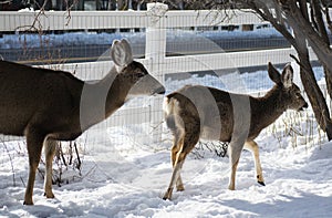 Mule Deer Grazing