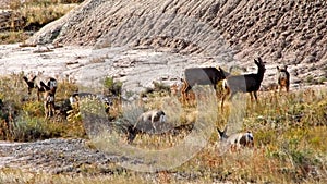 Mule deer grazing at the badlands