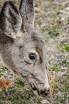 Mule deer grazing, Banff National Park, Alberta, Canada