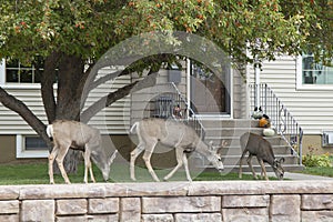 Mule deer grazing on lawns in Rawlins, Wyoming