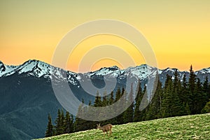 Mule deer grazing on the meadow in the Hurricane Ridge, Olympic National Park, Washington, USA