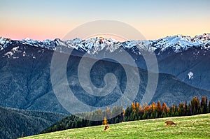 Mule deer grazing on the meadow in the Hurricane Ridge, Olympic National Park, Washington, USA