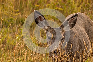 Mule deer grazing in the tall grass. Chain Lakes Provincial Park, Alberta, Canada