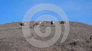 Mule Deer Grazing at Theodore Roosevelt National Park