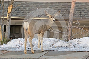 Mule deer grazing in winter