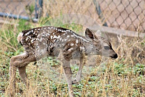 Mule Deer with Fawns in Tombstone, Arizona, United States photo