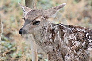 Mule Deer with Fawns in Tombstone, Arizona, United States