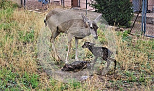 Mule Deer with Fawns in Tombstone, Arizona, United States photo