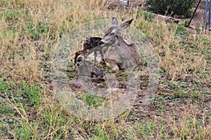 Mule Deer with Fawns in Tombstone, Arizona, United States