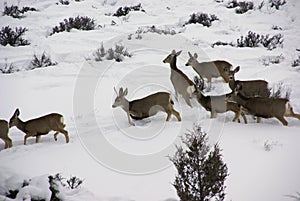 Mule deer herd in deep snow