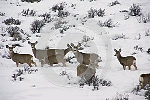 Mule deer herd in deep snow