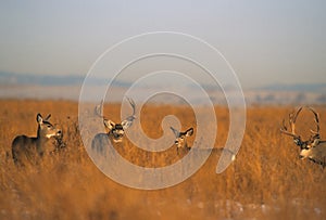 Mula ciervo rebano durante rodera 