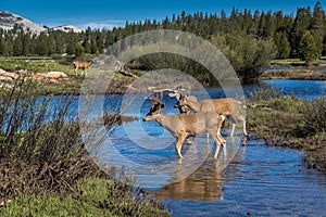 Mule deer herd at Tuolumne Meadows, Yosemite