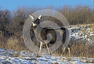 Mule deer on high alert