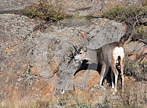 Mule deer on hillside