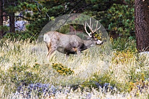 Mule Deer