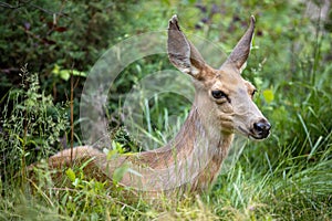 mule deer laying down resting