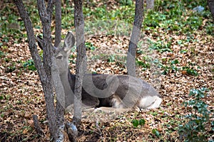 Mule deer laying in trees