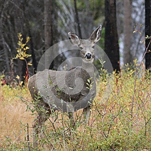 Mule Deer in Light Snow