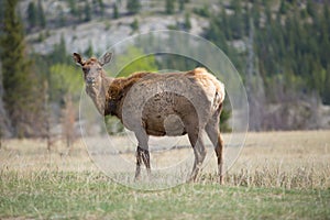 Mule deer looking at camera