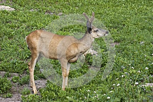 Mule Deer in the Meadow