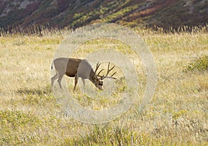 Mule Deer in Meadow