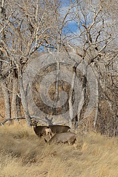 Mule deer in meadow