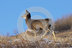 Mule deer on the move