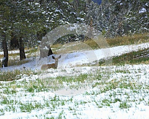 Mule deer in Mueller park