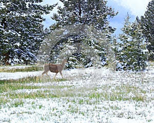 Mule deer in Mueller park