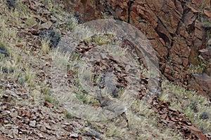 Mule Deer near Challis, Idaho