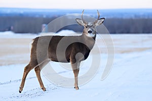 Mule deer with nice antlers is standing near the road in winter