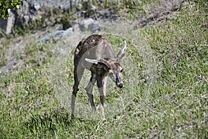 Mule deer Odocoileus hemionus