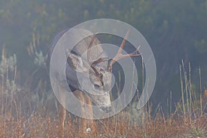 Mule deer (Odocoileus hemionus)